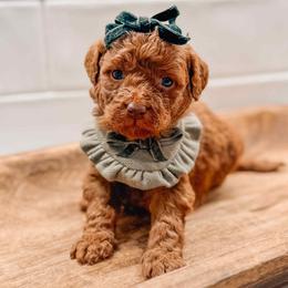 Selene - Red  female Goldendoodle puppy in Iola, Texas from Supreme Doodles of Texas