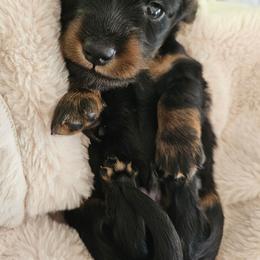Black and tan longhair male - Black and tan male Dachshund puppy in Belle Rive, Illinois from Akin's Miniature Dachshunds, LLC