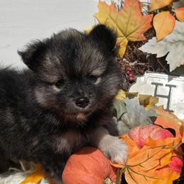 Dalia - Black female Pomsky puppy in Elgin, Oregon from Kenna'z Kuddly Pomskiez