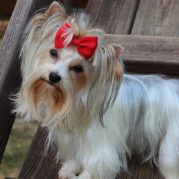 Sundae - Yorkshire Terrier