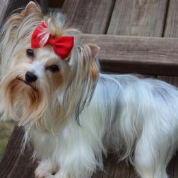 Sundae - Yorkshire Terrier