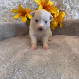 Female 3 - Black and white female Pomsky puppy in Bucyrus, Missouri from Hill Top Pomskies