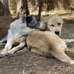 Central Asian Shepherd Dog All Grown Up from Alabaivalley