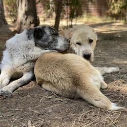Central Asian Shepherd Dog All Grown Up from Alabaivalley