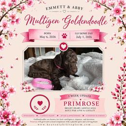 5. PRIMROSE - LT.PINK COLLAR GIRL - Chocolate female Goldendoodle puppy in Charlo, Montana from Heavenly Hilltop Farm