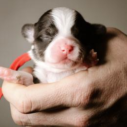 Toby - Black and tan male Pembroke Welsh Corgi puppy in South Otselic, New York from Ridge Top Corgis