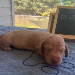 Milton - Cream male Dachshund puppy in Sharon Springs, New York from Show Us The Way Homestead