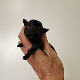 Amara - Black female Xoloitzcuintli puppy in West Jordan, Utah from Majestic Nakids