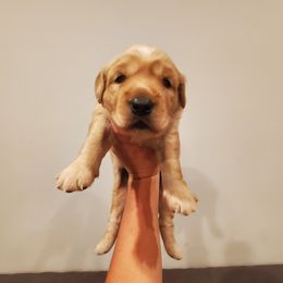 Golden Retriever Puppies from Margaret Tatur's Golden Retrievers