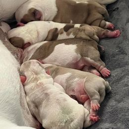 Bulldogs from Villalobos kennels LLC