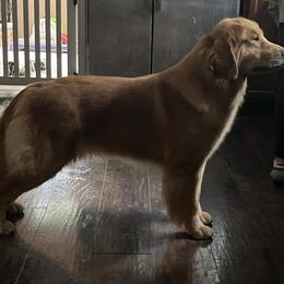 Flirt - Golden Retriever