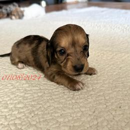 Dachshund Puppies from L & J Kennel