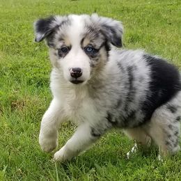 Border Collie Puppies from Bond Border Collies