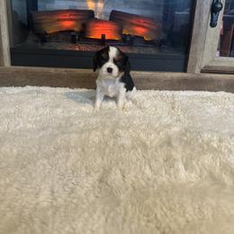 Ollie - Tri-color male Cavalier King Charles Spaniel puppy in Romney, West Virginia from Cavy Love
