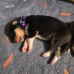 Purple - Black white and tan female Collie puppy in Wykoff, Minnesota from Country Collies
