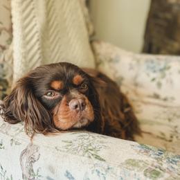AKC Herschelle - Cavalier King Charles Spaniel