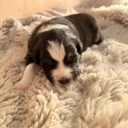 Sage (RED COLLAR) - Black tri-color female Australian Shepherd puppy in Morehead City, North Carolina from Crab Point Australian Shepherds