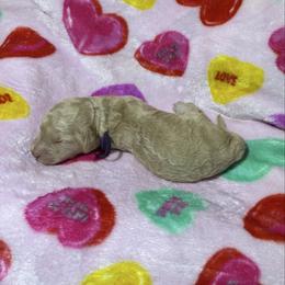 Purple Collar - Cream female Goldendoodle puppy in Simpsonville, South Carolina from D & D Golden Doodles, LLC