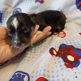 Clover (White Collar) - Black tri-color female Australian Shepherd puppy in Okeechobee, Florida from Rothsolid Puppies