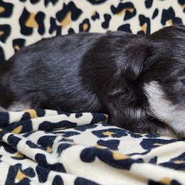 Boy 3 - Liver Miniature Schnauzer puppy in Dearing, Georgia from Milburn Miniature Schnauzers