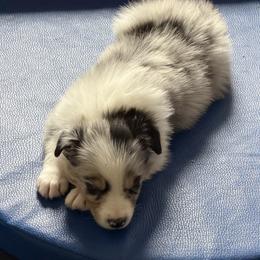 Beau - Blue merle male Border Collie puppy in Seguin, Texas from Geronimo Creek Border Collies