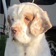 Clumber Spaniels from Cruisin Clumber Spaniels
