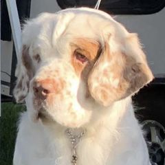 Clumber Spaniels from Cruisin Clumber Spaniels