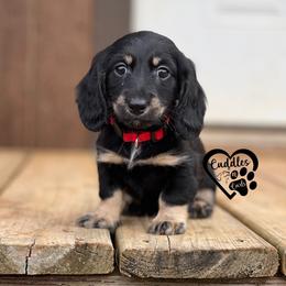 Oscar - Black and cream male Dachshund puppy in Nashville, Arkansas from Cuddles n Curls