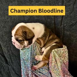 Thunder Gunder - Chocolate tri-color male Bulldog puppy in Tremonton, Utah from Snuggle Pups