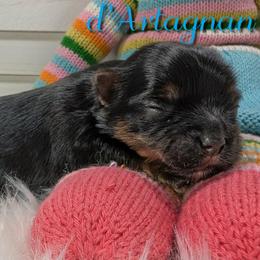 D'Artagnan - Black and gold male Yorkshire Terrier puppy in Austin, Texas from Rhine Valley Yorkies