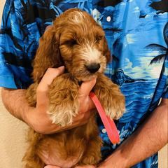 Irish Doodle and Labradoodle Puppies from Bipsi's Doodles