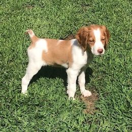 Brittany puppies from Brier Ridge Kennels & Outfitters