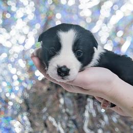 Valentine - Black and white female Border Collie puppy in Raccoon, Kentucky from Skyline Border Collies