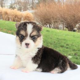 Poppy - Black and tan female Pembroke Welsh Corgi puppy in Stone Creek, Ohio from Highland Meadows