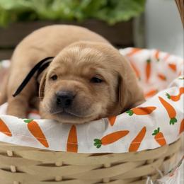 Black - Yellow male Labrador Retriever puppy in Heath Springs, South Carolina from Rich Hill Retrievers