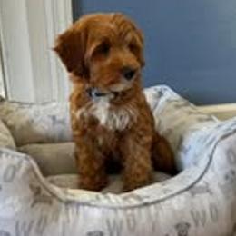 Goldendoodles from Ohiopuppypaws
