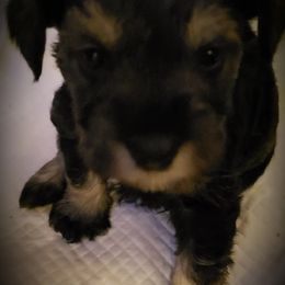Miniature Schnauzer Puppies from Lockwood Schnauzers