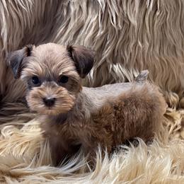Sable Female - Wheaten female Miniature Schnauzer puppy in San Augustine, Texas from My Little Schnauzer Pals