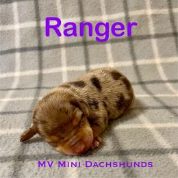 Ranger - Dapple male Dachshund puppy in Carlsbad, Texas from MV Mini Dachshunds