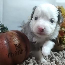 Cruz, for Ernesto de la Cruz - Blue merle male Miniature Australian Shepherd puppy in Hartselle, Alabama from ELSRi’s Crimson Cross Mini Aussies