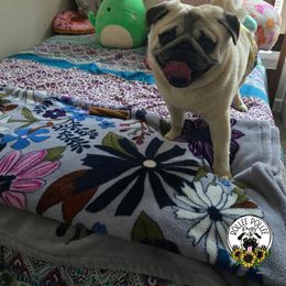 Luigi - Pug