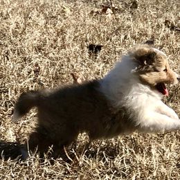 Shetland Sheepdog Puppies from September Morning Shelties
