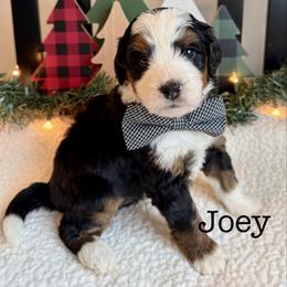 Joey - Tri-color male Bernedoodle puppy in Perrysville, Ohio from Pleasant Valley Bernedoodles