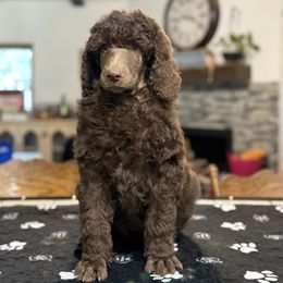 Jack - Orange Collar - Brown male Poodle puppy in Hesperia, California from HD Poodles