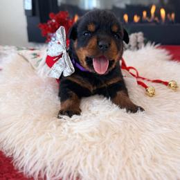 Spice - Black and mahogany female Rottweiler puppy in Denver, Colorado from DR