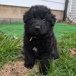 Neo - Black male German Shepherd puppy in Waterloo, New York from Von Nikolaos German Shepherds