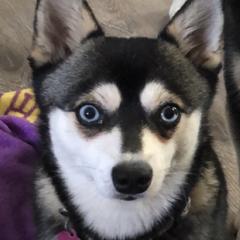 Kiwi - Alaskan Klee Kai