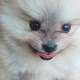Chihuahuas and Pomeranians from Schoens Pomeranian's