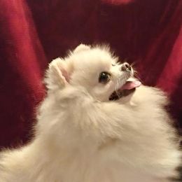 Pomeranians from Black Fox Poms