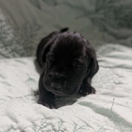 Fiona - Black female Great Dane puppy in Pollock, Louisiana from Danes Done Right